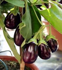 Graines d’aubergine violette à planter