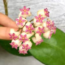 Graines de hoya couleur pêche – fleur coupée populaire, variété traditionnelle, sans OGM, graines à semer pour jardin familial