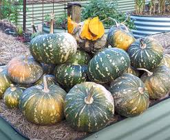 Graines de citrouille noires à planter : cultivez votre propre récolte de légumes