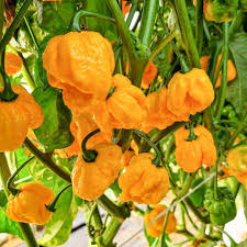 Semillas de chile Trinidad Moruga Orange para plantar