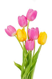Graines de tulipe roses et jaunes à semer, idéales pour les bordures, variété traditionnelle et sans OGM, graines pour jardin familial