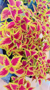 Bégonias dragon roses et jaunes, longue saison de floraison au jardin, variété traditionnelle sans OGM, graines pour jardin familial