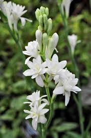 Semillas de flores de clavel blancas y fragantes para sembrar, temporada de floración larga, variedad tradicional y sin transgénicos, semillas para el jardín doméstico