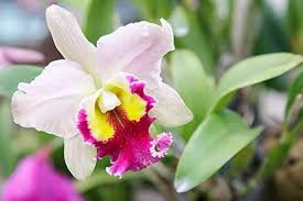 Semillas de flores de Cattleya hybrida blancas y rosas para sembrar – larga temporada de floración – variedad tradicional y sin ingeniería genética, semillas para el jardín doméstico