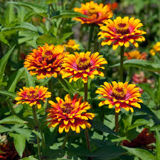 Graines de zinnia rose et jaune à semer, fleurs éclatantes, variété traditionnelle et sans OGM, graines pour jardin familial