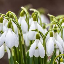 Semillas de flores blancas de Galanthus Nivalis para sembrar – favorables para los polinizadores – variedad tradicional y sin ingeniería genética, semillas para jardín doméstico