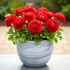 Rouge renoncule asiatique graines de fleurs favorables aux pollinisateurs variété traditionnelle et sans OGM graines jardin potager