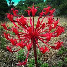 Candelabro rojo para sembrar, floración estacional y duradera, variedad tradicional y sin OMG, semillas para el jardín doméstico