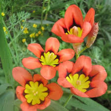 Graines de fleurs de Sparaxis roses et jaunes à semer, fleurs parfumées, variété traditionnelle et sans OGM, graines pour jardin familial