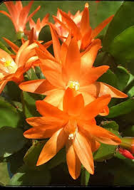 Cactus de Navidad naranja, semillas de flores para siembra, ideal para parterres, variedad tradicional y sin ingeniería genética, semillas para jardín doméstico