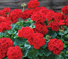 Graines de fleurs de géranium Flores rouge à semer, variété robuste, variété traditionnelle sans OGM, graines pour jardin familial