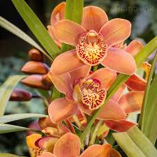 Semillas de flores de orquídea mariposa naranja y blanca para sembrar, flores luminosas, variedad tradicional y sin ingeniería genética, semillas para jardín doméstico