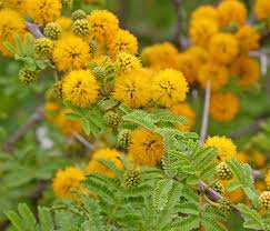 Semillas de acacia amarilla perenne para siembra: cultivo de plantas de jardín
