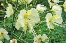 Semillas de flores de Caesalpinia blancas para siembra – respetuosas con los polinizadores, variedad tradicional y sin ingeniería genética, semillas para el jardín doméstico