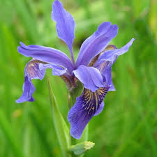 Semillas de Bulleyana violeta para sembrar – mezcla de flores silvestres – variedad tradicional y sin ingeniería genética, semillas para jardín doméstico