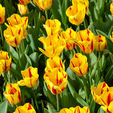 Tulipe rouge et jaune, graines de fleurs à croissance compacte, variété traditionnelle sans OGM, graines biologiques de jardin à semer