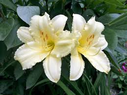 Semillas de flores blancas de hemerocallis para sembrar, mezcla de flores silvestres, variedad tradicional y sin organismos modificados genéticamente, semillas para el jardín doméstico