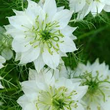 Semillas de flores blancas de Nigella African para sembrar – toleran la semisombra – variedad tradicional y sin ingeniería genética, semillas para jardín doméstico