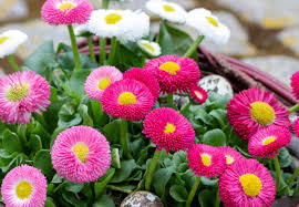 Graines de Bellis perennis roses à semer – qualité supérieure – variété traditionnelle et sans OGM, graines pour jardin familial