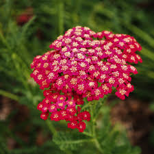 Achillea rot for anpflanzung in home garten