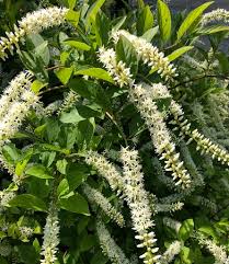 Semillas de flores de Sweetspire blanco para sembrar – amante del sol – variedad tradicional y semillas sin ingeniería genética para el jardín doméstico