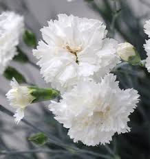 Semillas de flores de clavel blanco para sembrar, tolerante a la sequía, variedad tradicional y sin organismos modificados genéticamente, semillas para jardín doméstico
