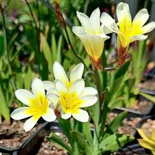 Sparaxis blanc et jaune, graines de fleurs à semer, floraison éclatante, variété traditionnelle sans OGM, graines pour jardin familial