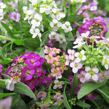 Semillas de flores de Lobularia rosa para sembrar – flores aromáticas – variedad tradicional y sin ingeniería genética, semillas para el jardín doméstico
