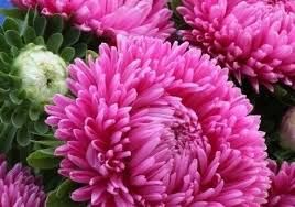 Semillas de Callistephus rosa para sembrar, de coloración intensa, variedad tradicional y sin ingeniería genética, semillas para el jardín doméstico
