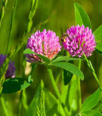 Semillas de flores de trébol Trifolium rosas para sembrar – tolerantes a la semisombra – variedad tradicional y semillas sin ingeniería genética para el jardín doméstico