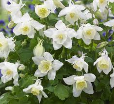Semillas de aguileña blanca para sembrar, mezcla de flores silvestres, variedad tradicional y sin OMG, semillas para el jardín doméstico
