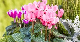 Semillas de ciclamen para sembrar – lila y blanco – hermosas flores de temporada