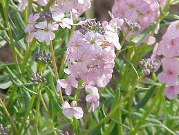 Graines de fleurs de cresson de pierre rose et blanc à semer, fleurs éclatantes, variété traditionnelle sans OGM, graines pour jardin