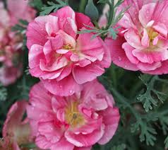 Semillas de Eschscholtzia rosas para sembrar: variedad tradicional, sin ingeniería genética, floración estacional y perenne, semillas ecológicas de jardín para germinación
