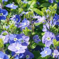 Creeping speedwell veronica repens for ground cover