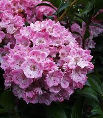Graines de laurier rose à semer – fleurs roses élégantes pour jardins et massifs