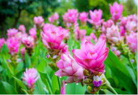 Semillas de cúrcuma rosada para sembrar – espectáculo lleno de color – variedad tradicional y sin ingeniería genética, semillas para jardín doméstico