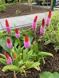 Semillas de flores de prímula Vialii rojas y lilas para sembrar – luminosas – variedad tradicional y semillas no transgénicas para el jardín doméstico