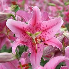 Semillas de flores de lirio de los valles rosa para siembra – mezcla de flores silvestres – variedad tradicional sin organismos modificados genéticamente, para jardín doméstico