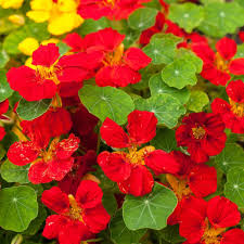Scarlet rot nasturtium re-seeding annual blume samen for bright garten blooms