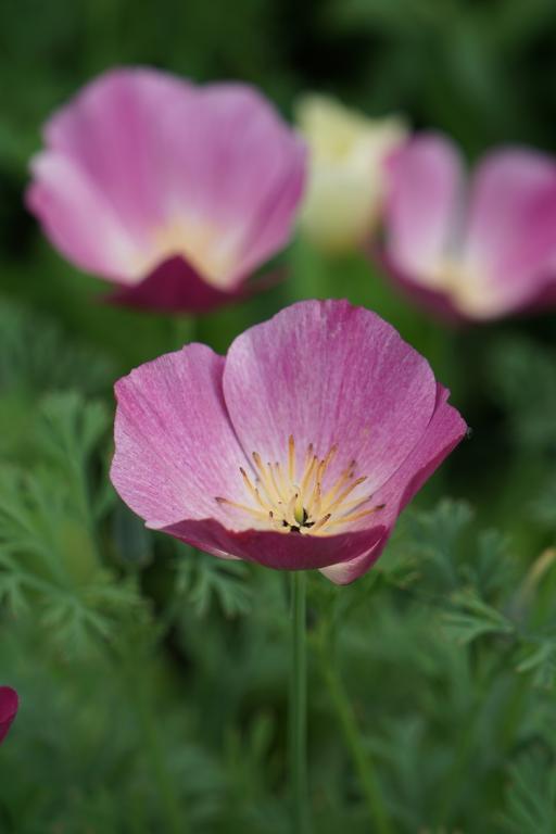 Violet eschscholzia graines pour semis variété traditionnelle et sans OGM graines jardin potager