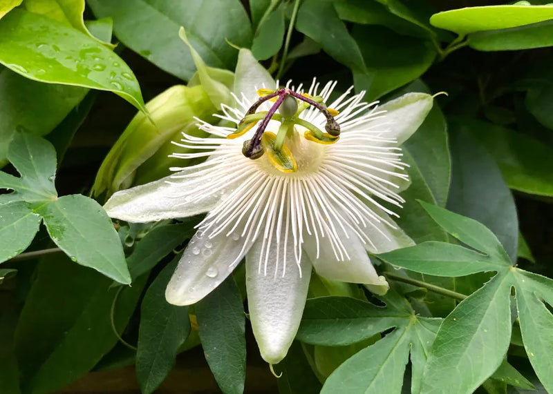 Semillas de flores blancas de Passiflora para sembrar, ideales para obtener elegantes flores de jardín