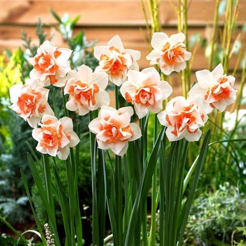 Semillas de narciso blanco y naranja de flores dobles para sembrar: favorables para los polinizadores, variedad tradicional y sin organismos modificados genéticamente, para el jardín doméstico