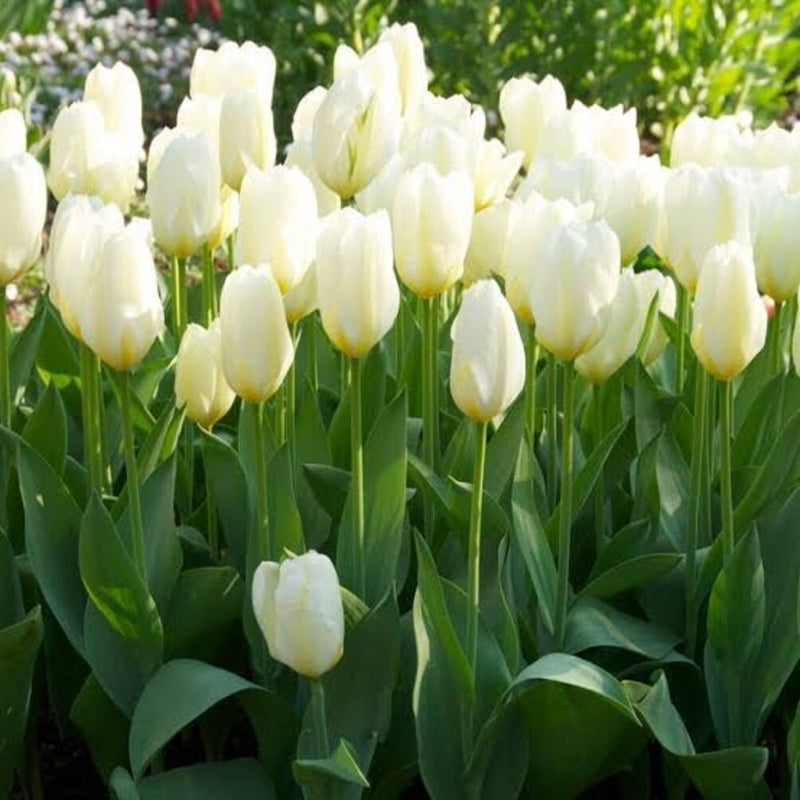 Weiß (weiß tulip) samen for anpflanzung in home garten