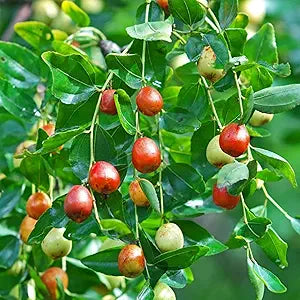Indian Jujube seeds für planting