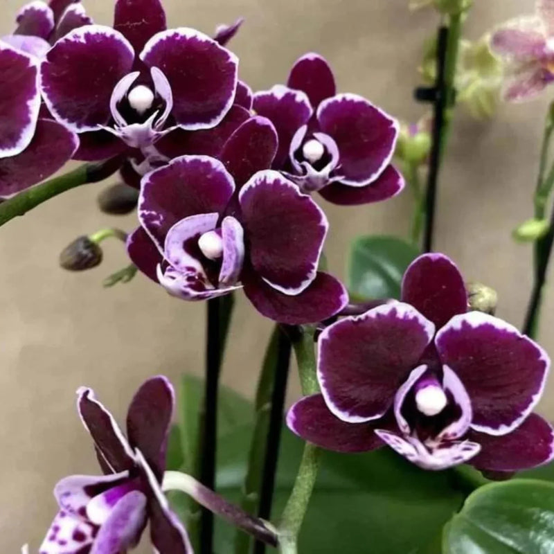 Indoor schwarz phalaenopsis orchid blooms