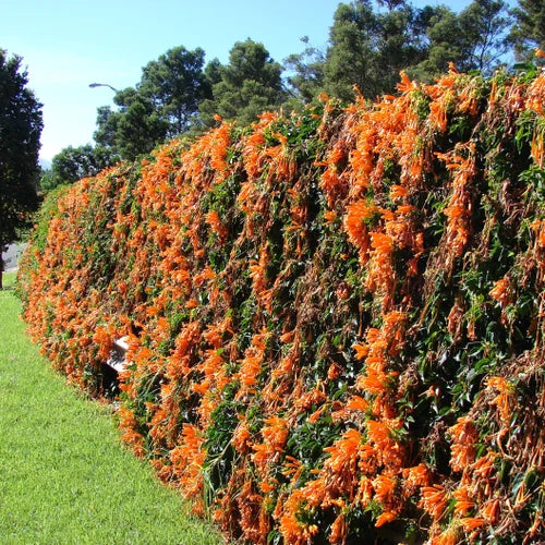 Semillas de clemátide naranja para siembra, fácil de cuidar, variedad tradicional y sin ingeniería genética, semillas para el jardín doméstico
