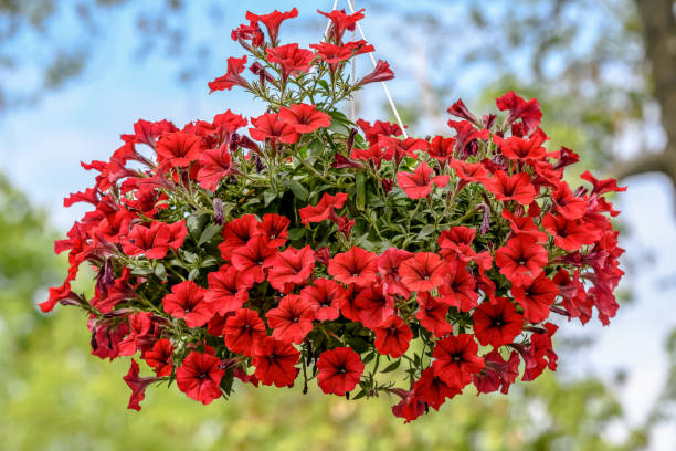 Graines de pétunia Rot Wave à semer – fleurs annuelles éclatantes