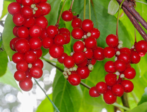 Semillas de bayas de Schisandra para plantar fácilmente
