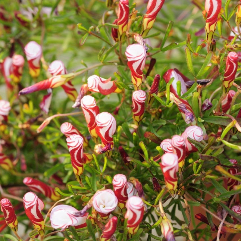 Semillas de flores rojas y blancas Candy Cane para siembra, flores anuales luminosas